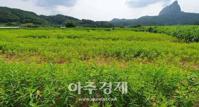 네마장활 재배사진진안군