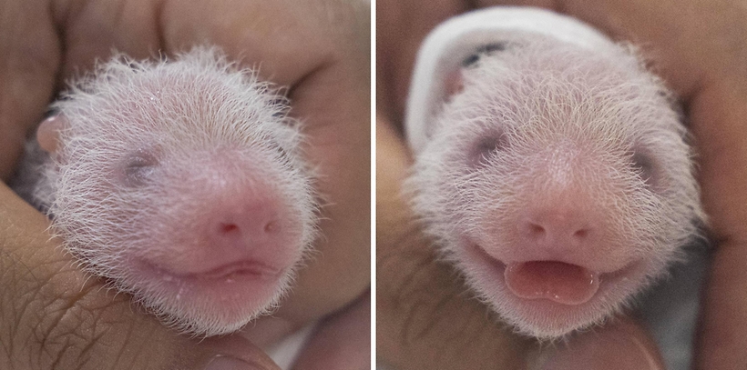 [슬라이드 포토] 푸바오, 맏언니 됐다! 국내 최초 쌍둥이 아기판다 탄생