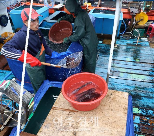 9일 신진항 위판장의 오징어 모습사진태안군