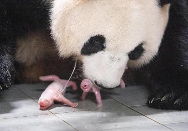 Gấu mẹ Ai Bao và cặp gấu trúc con sinh đôi ẢnhEverland