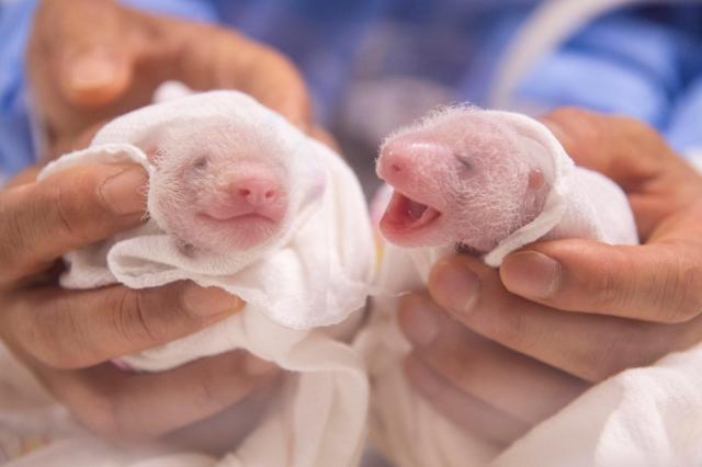 出生六天的熊猫幼崽近况公开