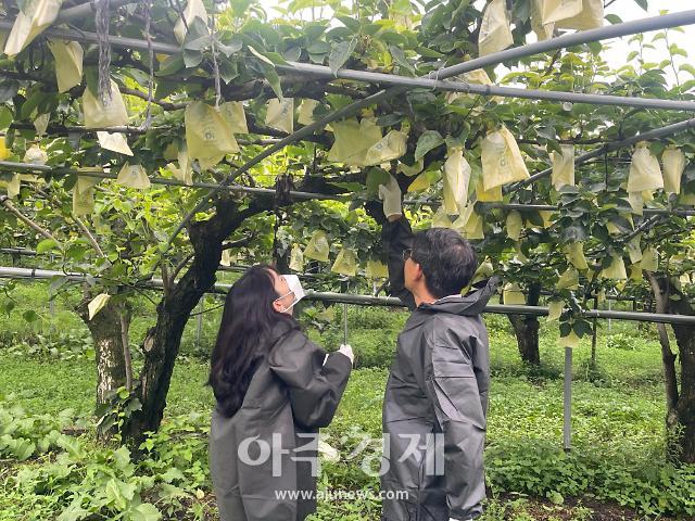 전북 임실군이 사과 및 배 재배농가를 대상으로 과수화상병 확산방지를 위한 정밀예찰을 실시하고 있다사진임실군