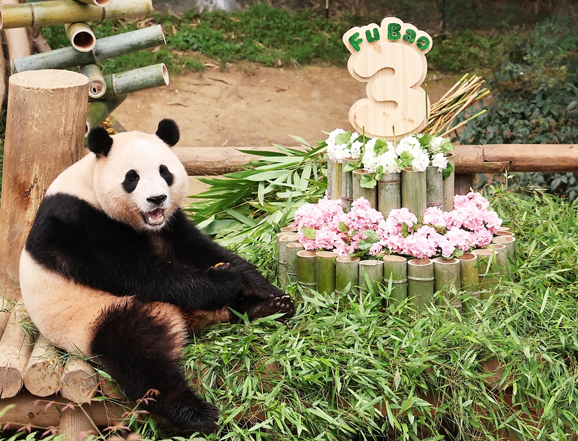 [슬라이드 포토] 푸바오, 3살 돼서 더 귀여워 보이네…중국 반환 전 마지막 생일 축하