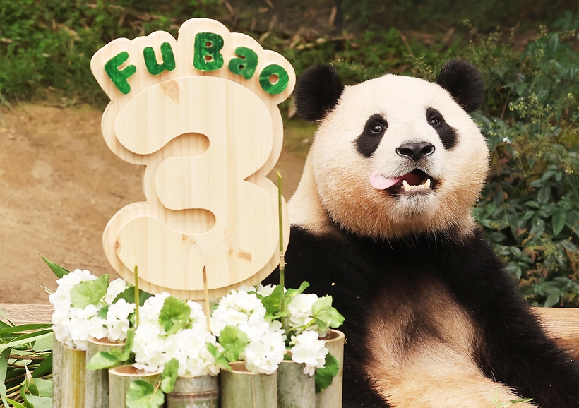 [슬라이드 포토] 푸바오, 3살 돼서 더 귀여워 보이네…중국 반환 전 마지막 생일 축하