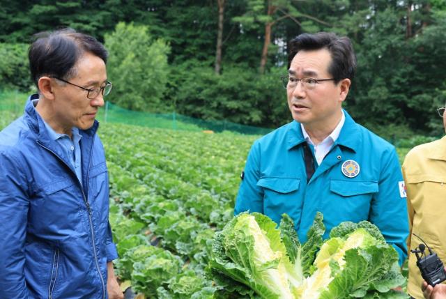 정황근 농식품부 장관우은 7월 20일 강원도 평창군 대관령 여름 배추 밭을 방문해 여름배추 생육상태를 점검했다 사진농식품부