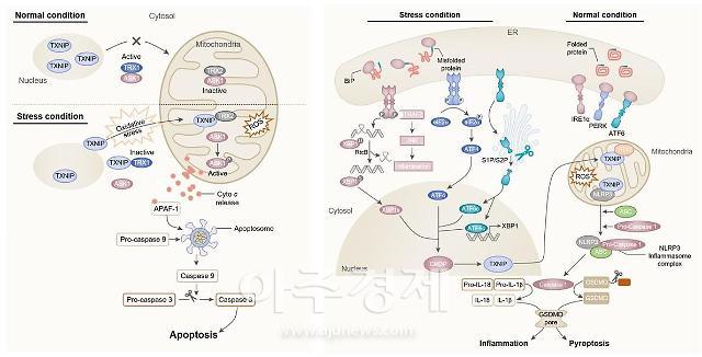 ‘TXNIP 티오레독신 상호작용 단백질’의 산화적 스트레스 및 염증반응 조절 기전 요약을 정리한 논문 모식도이다 사진케이메디허브 