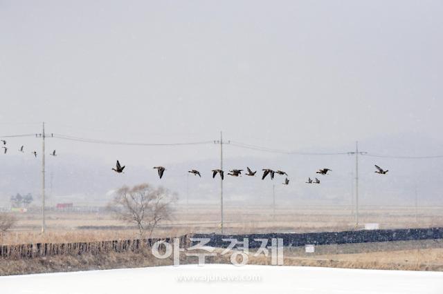 지난해 철새 도래 기간 중 하성면에서 발견된 철새들 모습 사진김포시