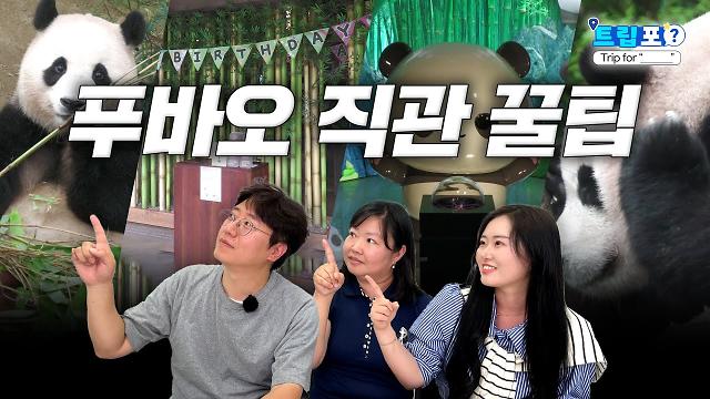 트립포 5편 푸바오 직관 꿀팁 편 썸네일 제작김단오 PD