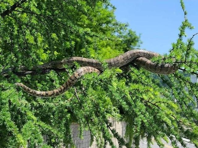 지난해 강원도 태백시에서 발견된 거대한 뱀 사진SNS 캡처