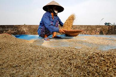 인도 수출 금지에 국제 쌀값 11년 만에 최고치…애그플레이션 공포  