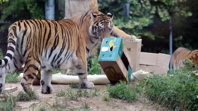 서울대공원에서 멸종위기 야생동물 1급인 시베리아 수컷 호랑이가 폐사했다 사진연합뉴스