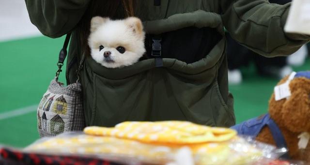 Khách tham quan mang cún cưng đi xem triển lãm Korea Pet show được tổ chức tại Trung tâm aT ở Yangjae-dong Seocho-gu Seoul vào ngày 142022  ẢnhYonhap News
