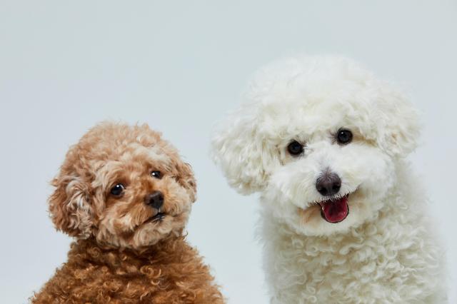 ​S. Korea unveils plan to grow pet market to $11.3 bln by 2027