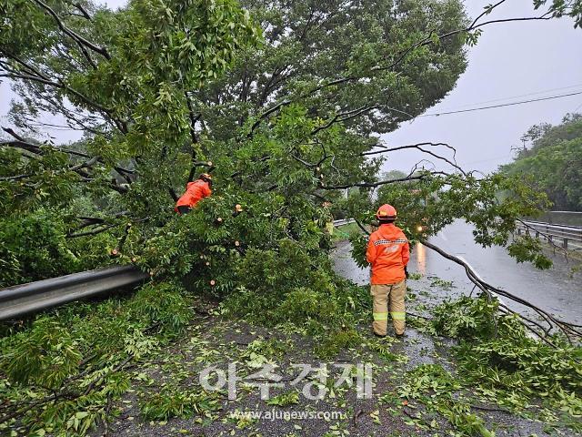 순천시 해룡면 성산리 일대 도로변과 가곡동 일대 도로변에서 나무가 쓰러져 도로 일부를 막고 있다 사진순천소방서