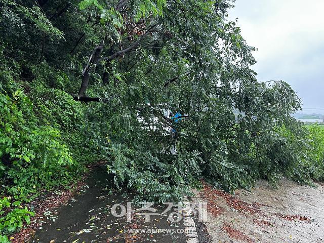 전북 완주군 고산면 어우리 부근의 한 도로에 강풍으로 인해 나무가 쓰러져 통행을 방해하고 있다사진완주군