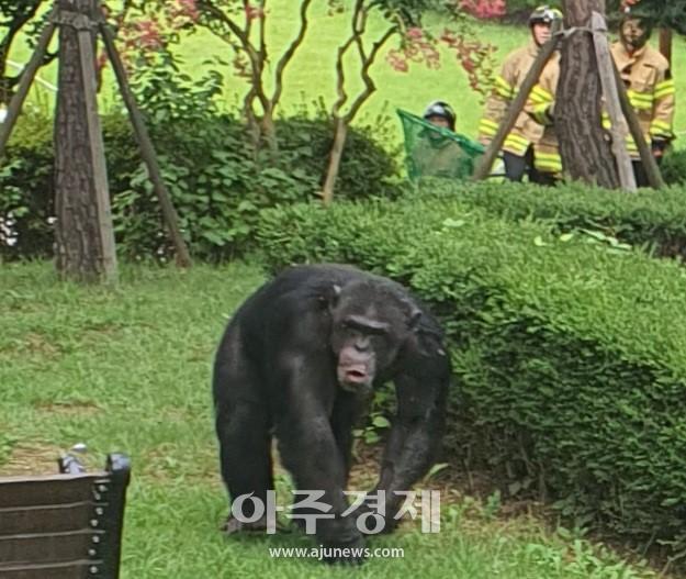 달성공원 침팬지 탈출시에 침팬지 수컷인 루디가 공격성을 보이며 공원 외벽 방향으로 배회․이동하고 있다 사진대구경찰청