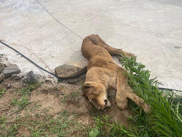 Lioness escaped from private farm in southeastern county killed by hunters