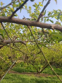 저온피해 입은 전남 매실농가에 재해보험금 37억원 지급