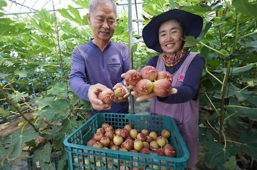 여왕의 과일 해남 무화과 요즘 한창 수확 