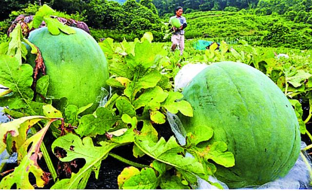 무등산 수박 사진광주 북구