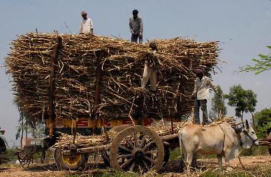 인도, 쌀 이어 설탕도 수출 금지 예정…10월부터 실시  