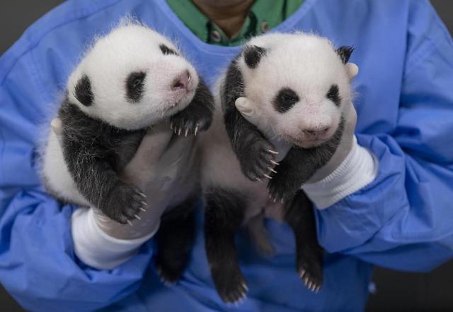 福宝妹妹等你来取名 爱宝乐园公开征集双胞胎大熊猫名字