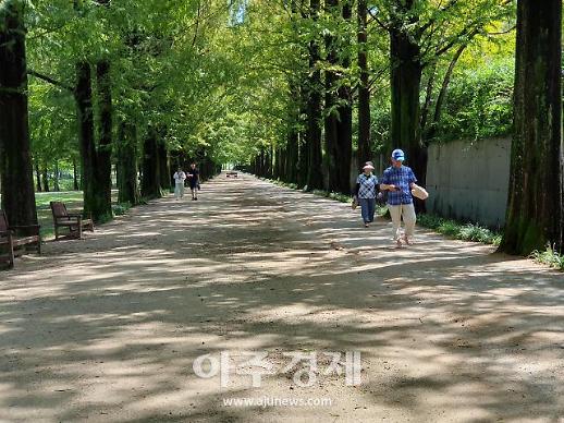 메타세쿼이아길 맨발로 걸어보세요...담양군 흙길 조성