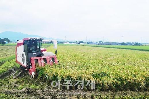 담양 명품쌀 대숲맑은 쌀 햅쌀 수확...본격 벼베기 나서
