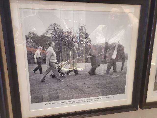 1964년 프로암 행사에 참가한 코끼리가 백을 메고 있다 사진이동훈 기자