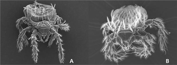 털진드기 모습사진충남도