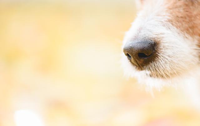 Southern port city to start pet registration service using dog nose wrinkles