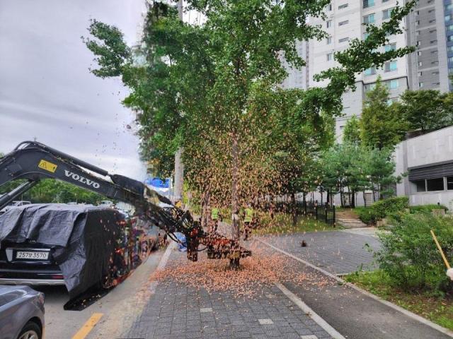 경산시 적극 민원 해결을 위한 은행나무 가로수 열매 제거 모습사진경산시