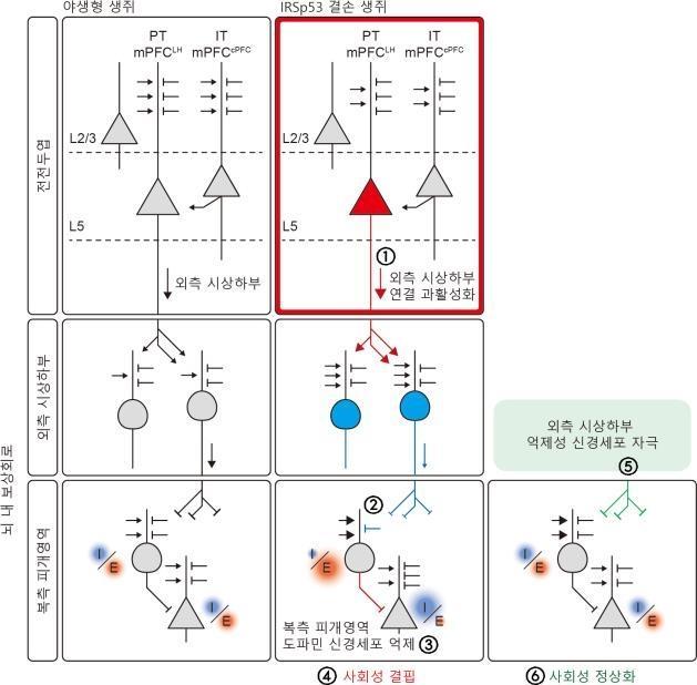 대뇌 전전두엽의 ‘시냅스 단백질 IRSp53’ 결손과 보상회로의 연관성 그래픽기초과학연구원