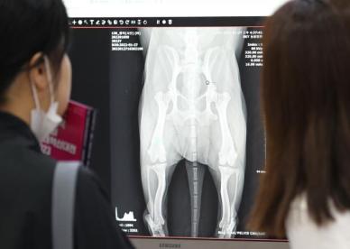 내달 1일부터 반려동물 진료비 부가세 면제 항목 100여개로 확대