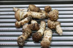 Prices of autumn delicacy Songyi mushroom soar due to climate change