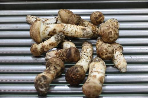 Prices of autumn delicacy Songyi mushroom soar due to climate change