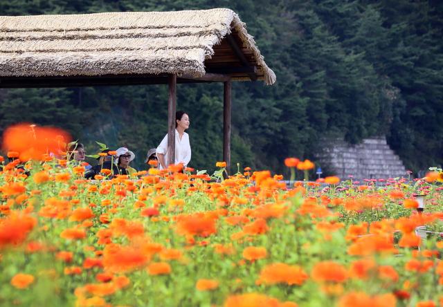 2023 평창백일홍축제 서울연합뉴스