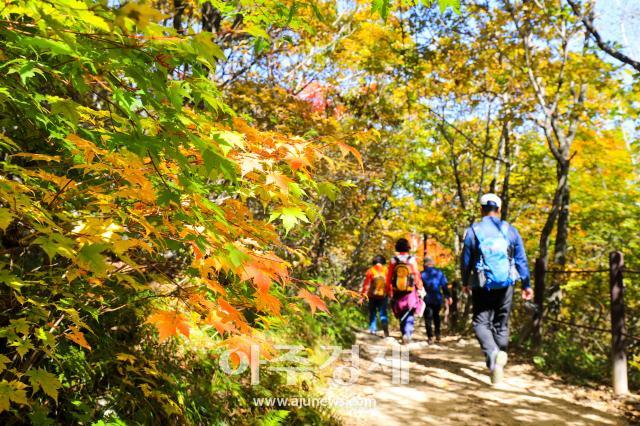 제13회 철암단풍축제사진태백시