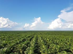 ​POSCO International partners with oil refiner GS Caltex to build edible oil refinery plant in Indonesia 