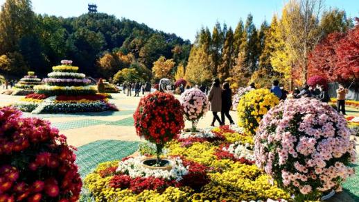 청남대의 가을 단풍색에 물들고 국화향에 취해요