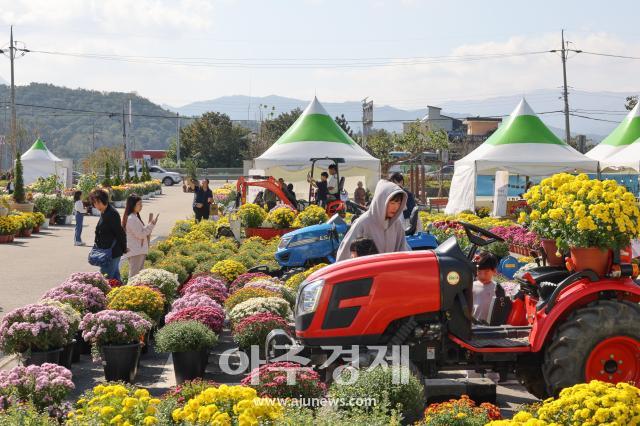 양양 녹색생태공원 국화꽃 전시장사진양양군