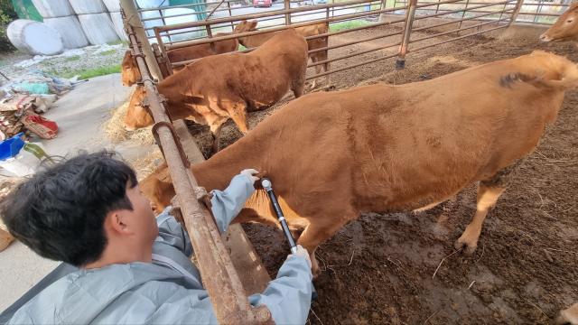 Sudden spread of Lumpy skin disease puts S. Korean cattle farms on high alert