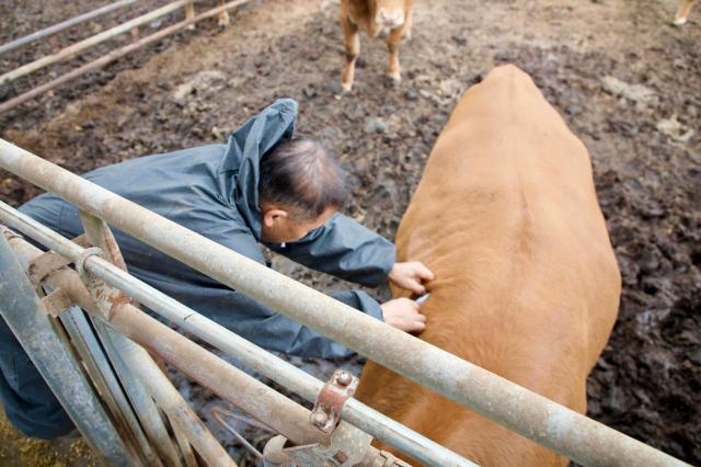 럼피스킨병 전국으로 확산 조짐…정부·지자체 유입 차단 총력