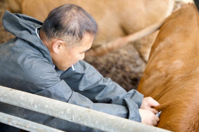 충북 증평군의 한 축산 농가에서 농장주가 소 바이러스성 질병인 럼피스킨병 백신을 접종하고 있다 사진증평군