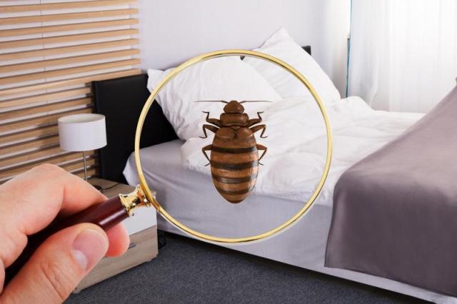 빈대사진을지대학교