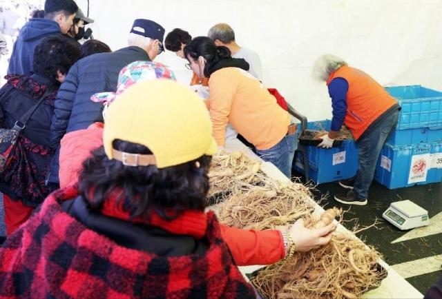 파주지역 인삼농가 농민들이 축제 앞서 개성인삼 선별 작업을 하고 있다사진파주시