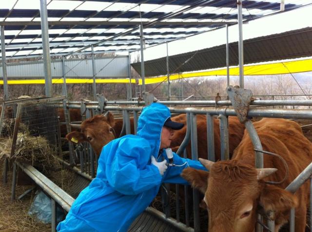 95% of cattle vaccinated to prevent spread of lumpy skin disease 