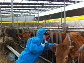 95% of cattle vaccinated to prevent spread of lumpy skin disease 