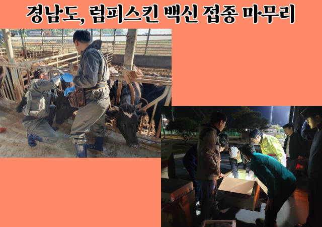 경남도는 도내 모든 소를 대상으로 실시한 럼피스킨 백신 일제 접종을 마무리했다 사진경남도