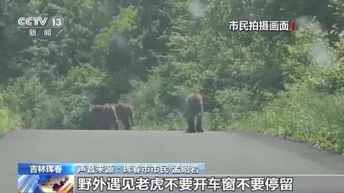 지난 6월 중국 지린성 훈춘에서 포착된 야생 호랑이들 사진CCTV 캡처